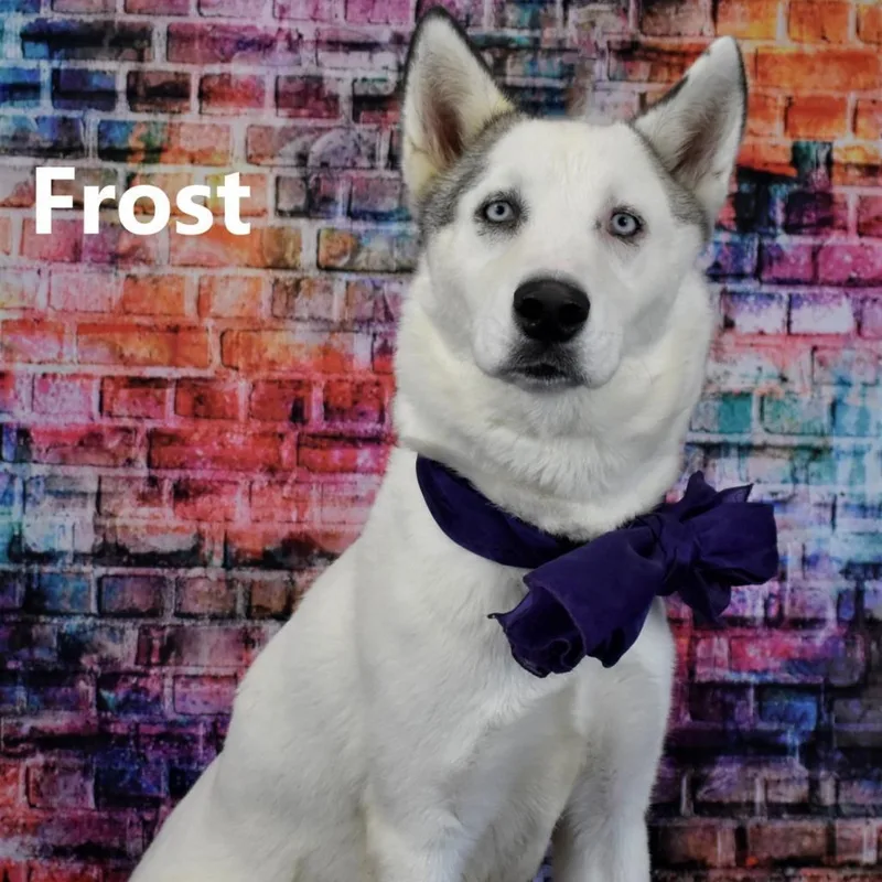 An adult medium-sized female White / Cream Husky dog named May for adoption in Yuma, AZ