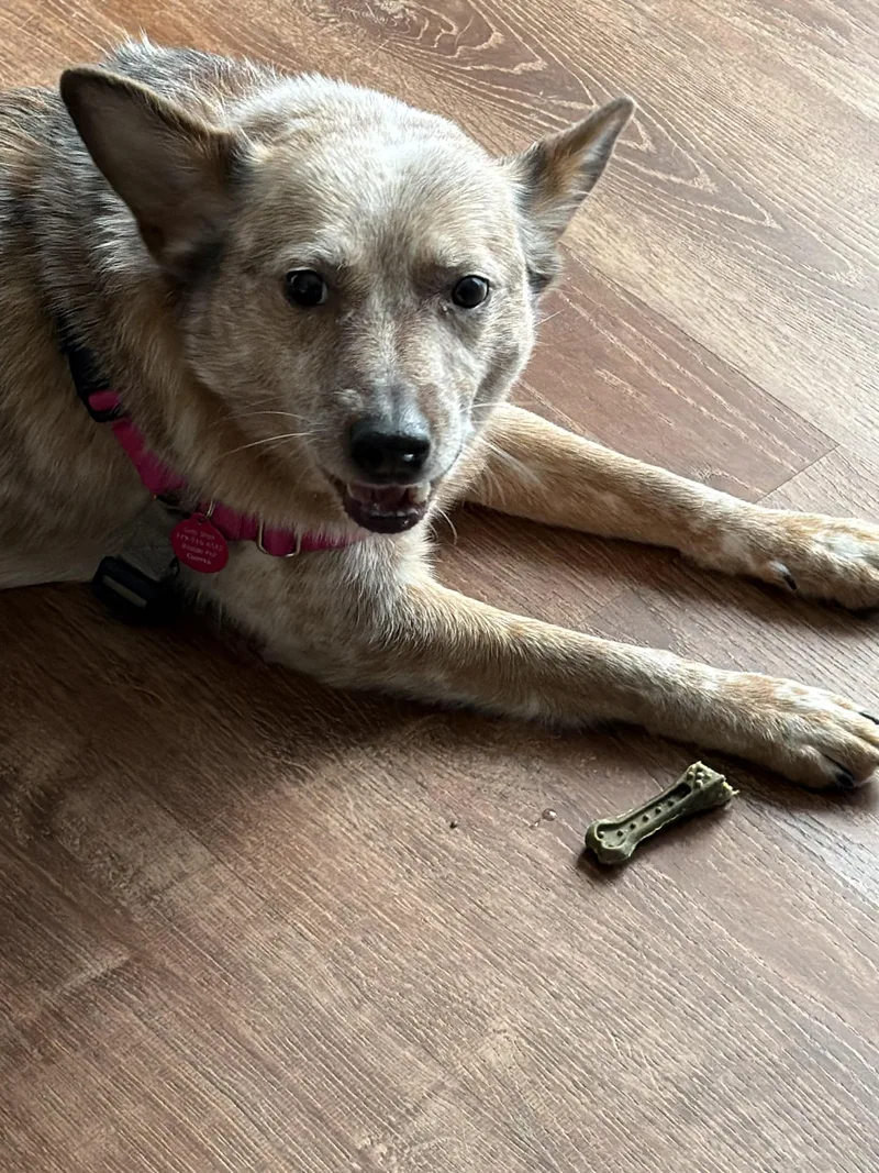 An adult medium-sized male Cattle Dog dog named Rusty for adoption in Addison, IL