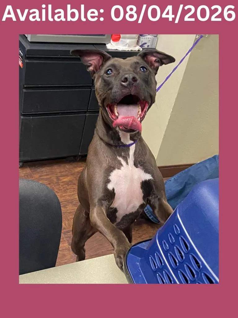 An adult medium-sized female Pit Bull Terrier dog named Dog Kennel Maebh for adoption in Greenville, TX