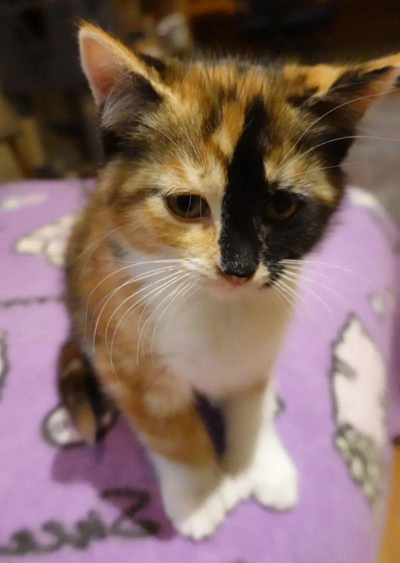 A baby medium-sized male Domestic Short Hair cat named Tortilla  Drizzle  for adoption in Wayland, MA