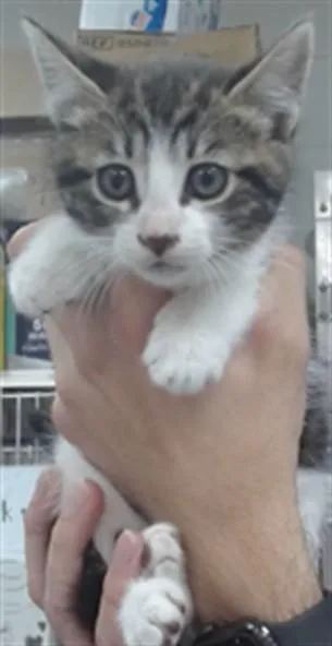 A baby small-sized female Domestic Short Hair cat named Pepper for adoption in Salinas, CA