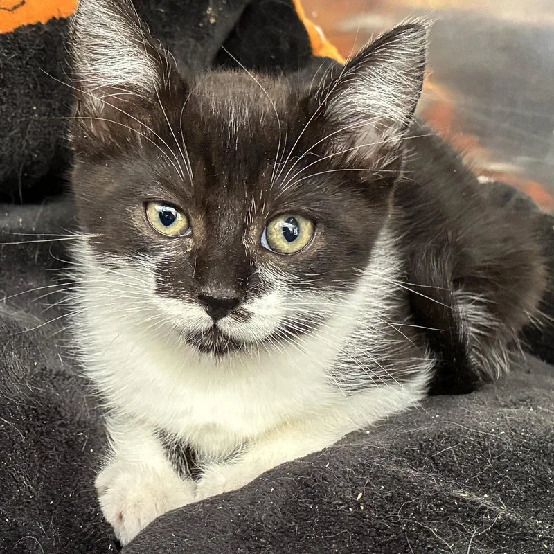 A baby small-sized female Black Domestic Short Hair cat named Helena for adoption in Oakland, CA