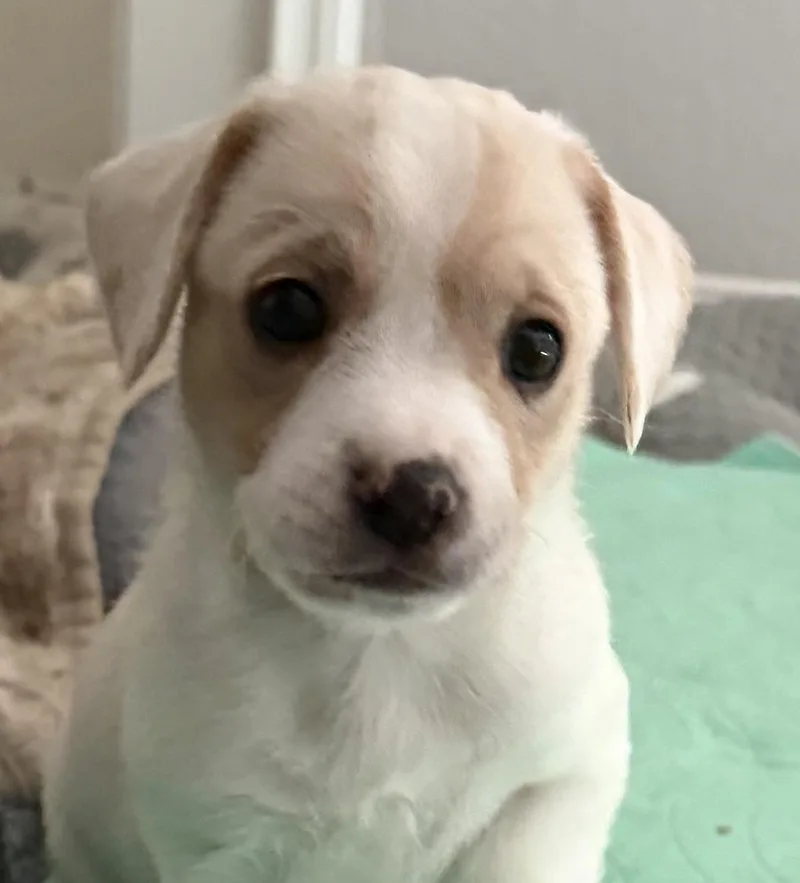 A baby small-sized male Chihuahua dog named Coco for adoption in Bakersfield, CA