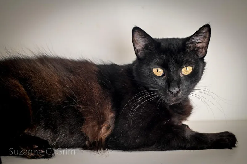 A young medium-sized female Domestic Long Hair cat named Jessi for adoption in New Orleans, LA