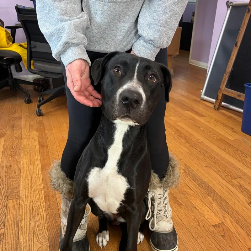 An adult large-sized female Black Border Collie dog named Fern for adoption in Northbrook, IL