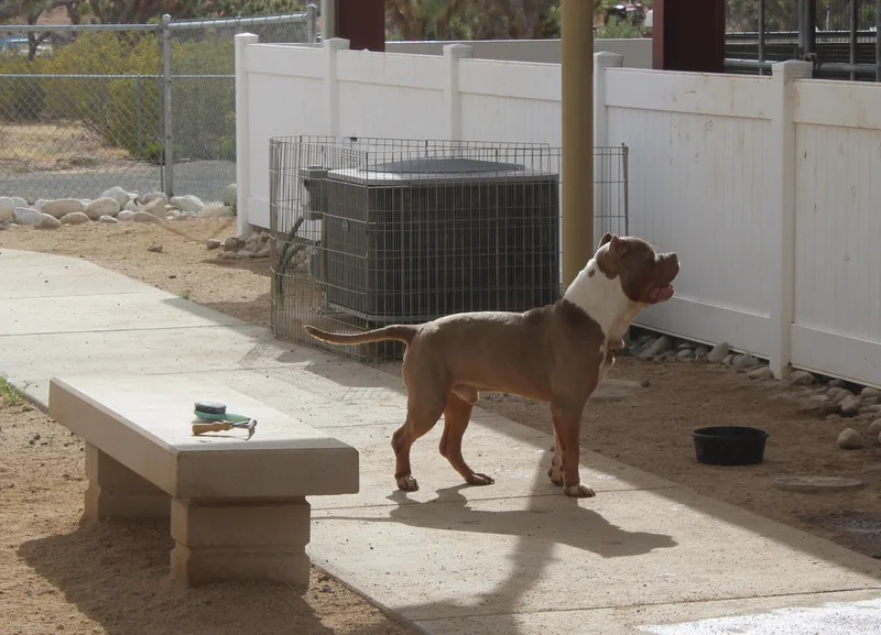 An adult extra large-sized male Yellow / Tan / Blond / Fawn Pit Bull Terrier dog named Shrek for adoption in Yucca Valley, CA