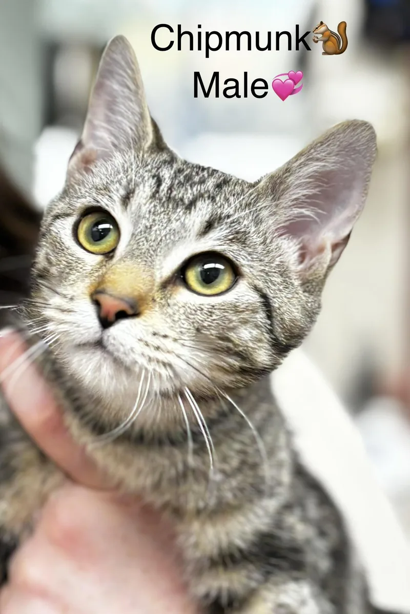 A baby medium-sized male Domestic Short Hair cat named Theodore and Chipmunk for adoption in Calais, ME