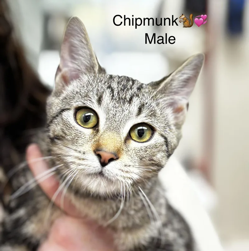 Theodore and Chipmunk thumbnail 2