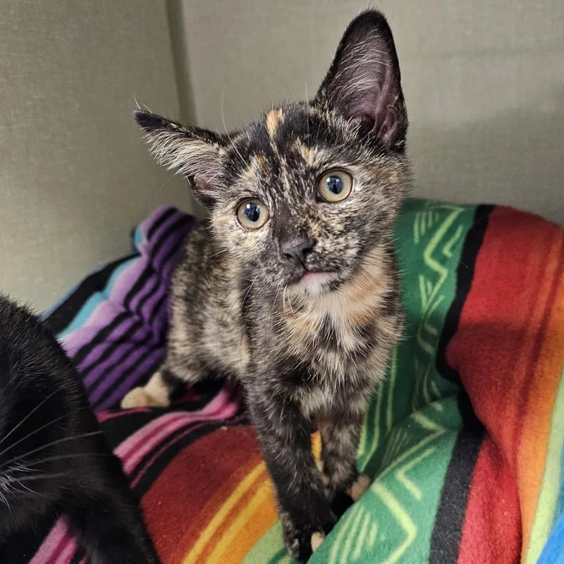 A young small-sized female Tortoiseshell Domestic Short Hair cat named Misha for adoption in Monroe, MI