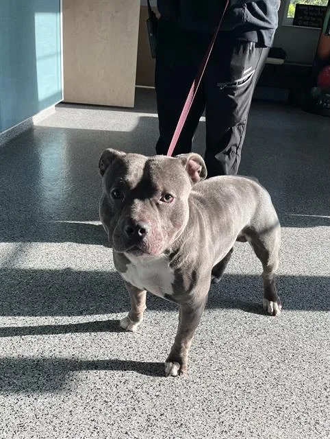 An adult large-sized male Mixed Breed dog named Roxy for adoption in Palmetto, FL