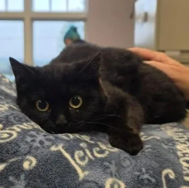 A baby medium-sized female Black Domestic Short Hair cat named Little Miss for adoption in Cooperstown, NY