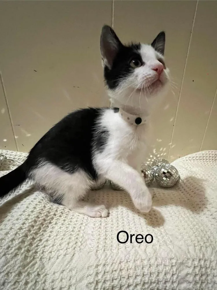 A baby small-sized male Domestic Short Hair cat named Oreo for adoption in Groveland, MA