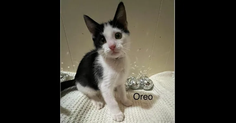 Oreo thumbnail 2