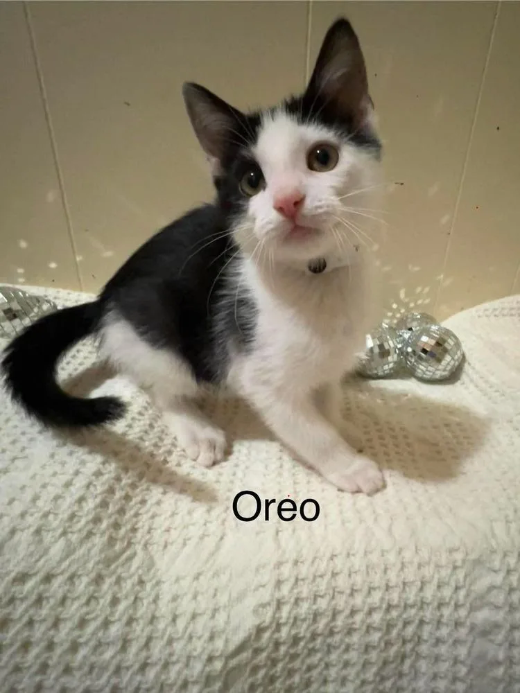 Oreo thumbnail 3