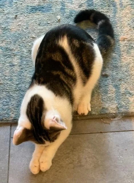 A young small-sized male Domestic Short Hair cat named Sterling for adoption in Pitman, NJ