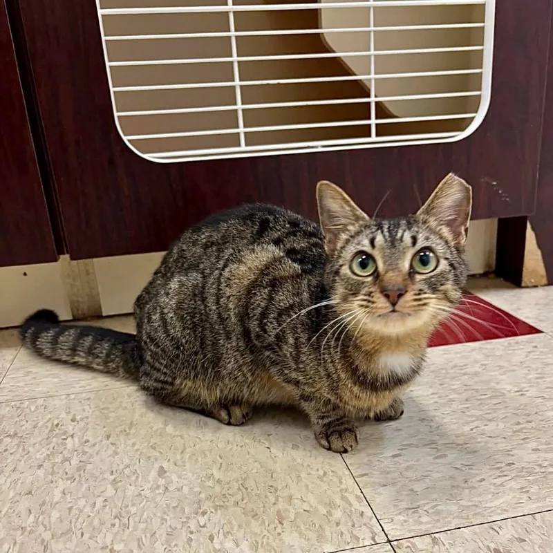A young small-sized female Brown / Chocolate Domestic Short Hair cat named Maisy for adoption in Waynesboro, PA