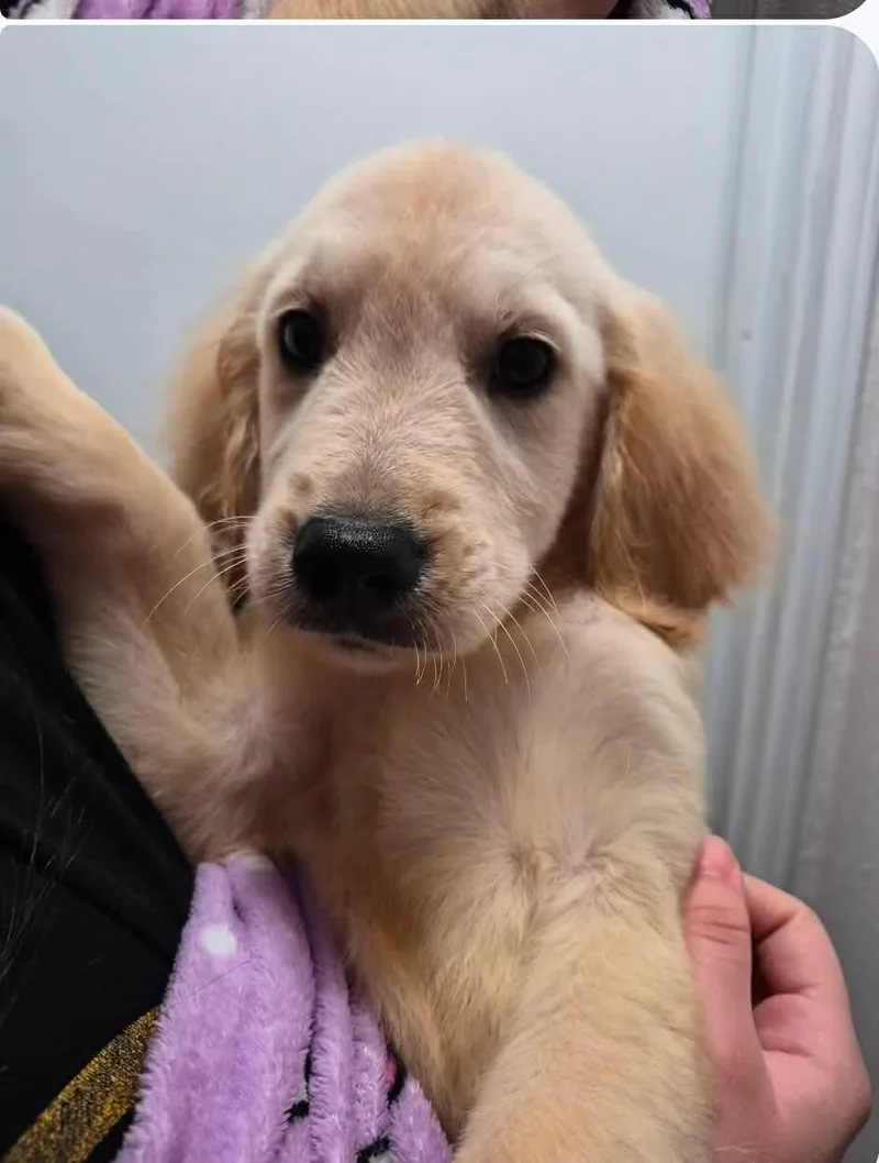 A baby large-sized male Golden Retriever dog named Chicago for adoption in Houston, TX