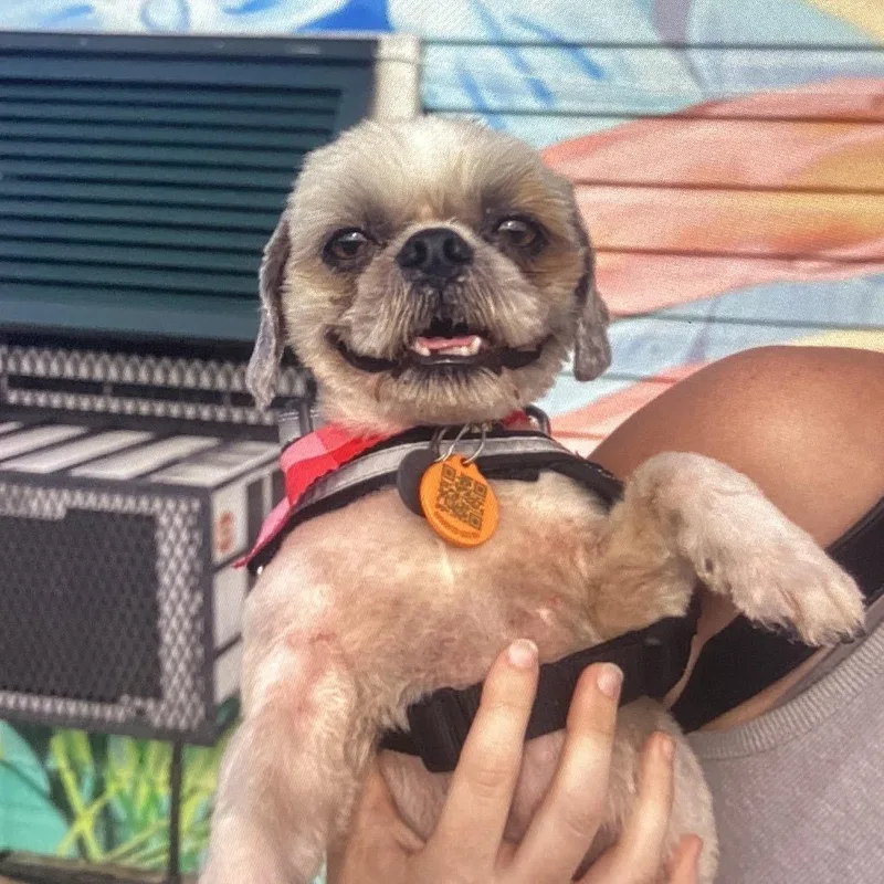 A young small-sized male White / Cream Shih Tzu dog named Bart for adoption in New Orleans, LA