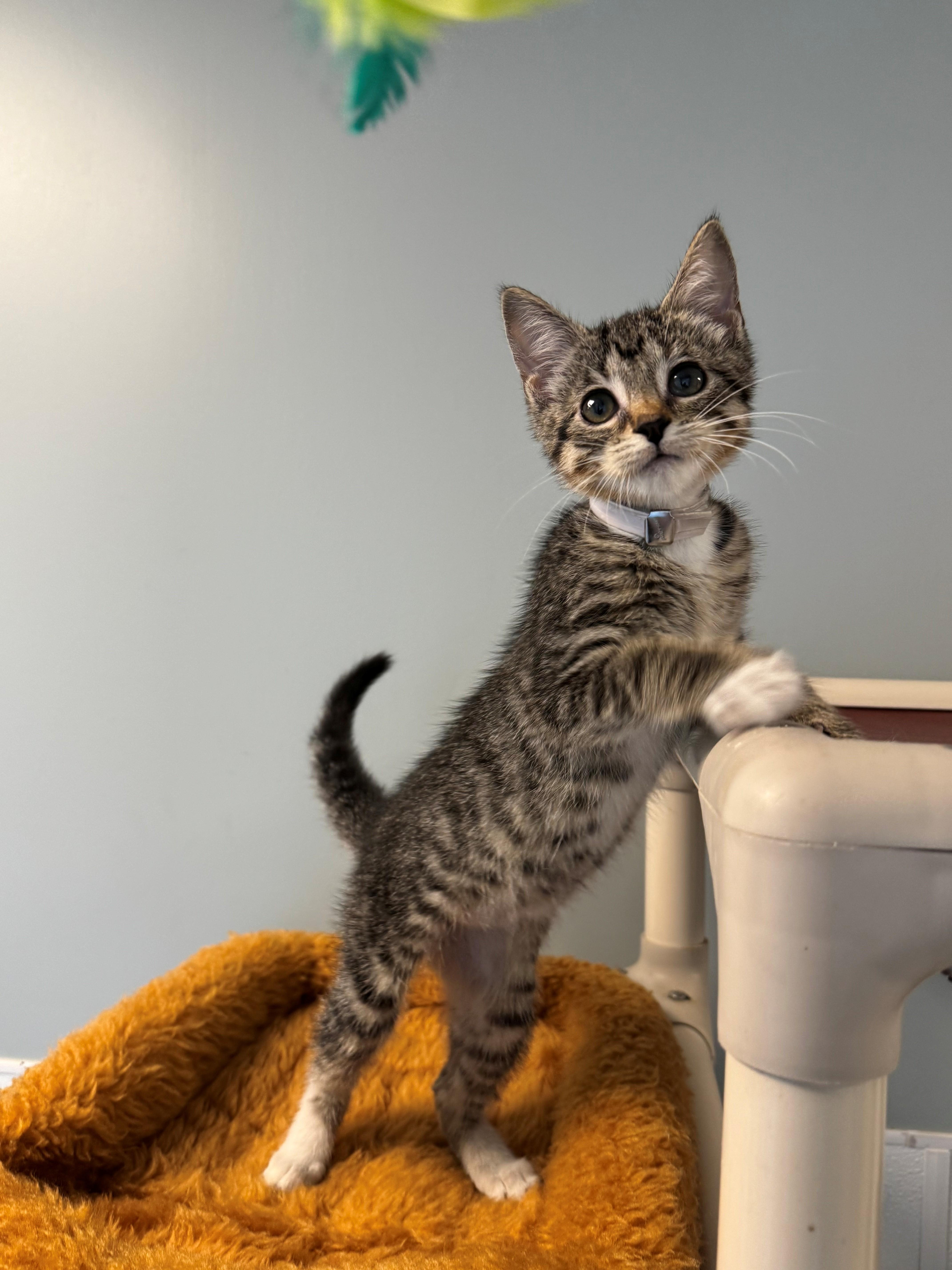 A young small-sized female Tabby (Brown / Chocolate) Domestic Short Hair cat named Sasha for adoption in Syosset, NY