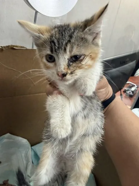 A baby small-sized female Domestic Short Hair cat named Santos for adoption in San Bernardino, CA