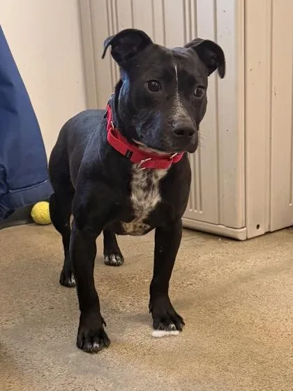 A baby medium-sized male Black American Staffordshire Terrier dog named Carson for adoption in Cleveland, OH