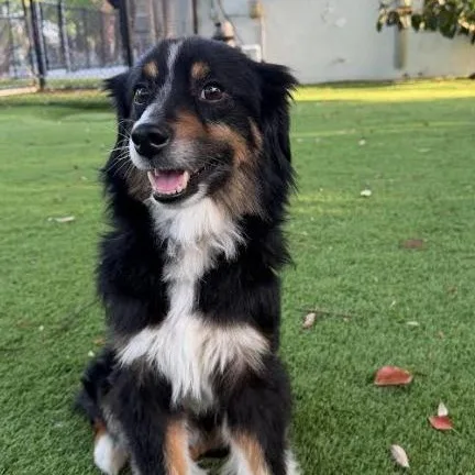 An adult small-sized male Australian Shepherd dog named Manny for adoption in Palm Harbor, FL