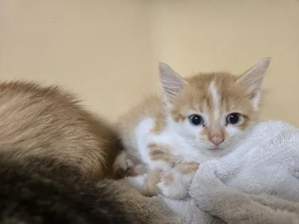 A baby small-sized female Domestic Short Hair cat named Lady for adoption in Clarks Summit, PA