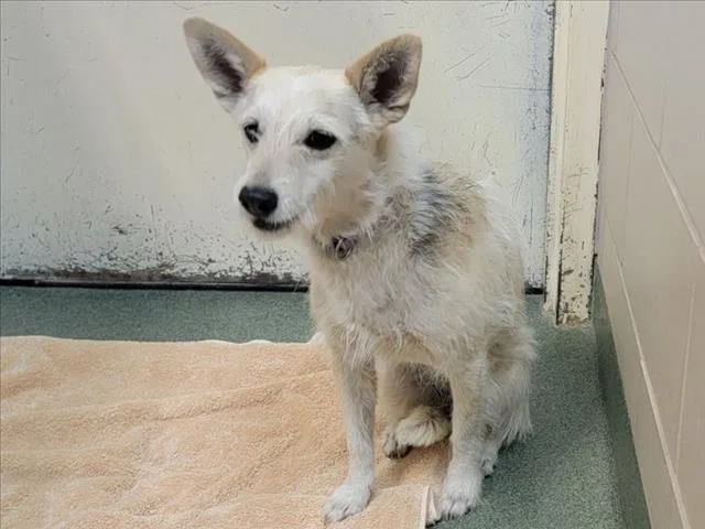 An adult small-sized female Mixed Breed dog named Alexie for adoption in Santa Fe, NM