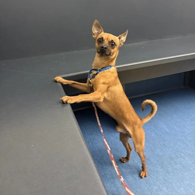 An adult small-sized male Mixed Breed dog named Buckeye for adoption in Pittsburgh, PA