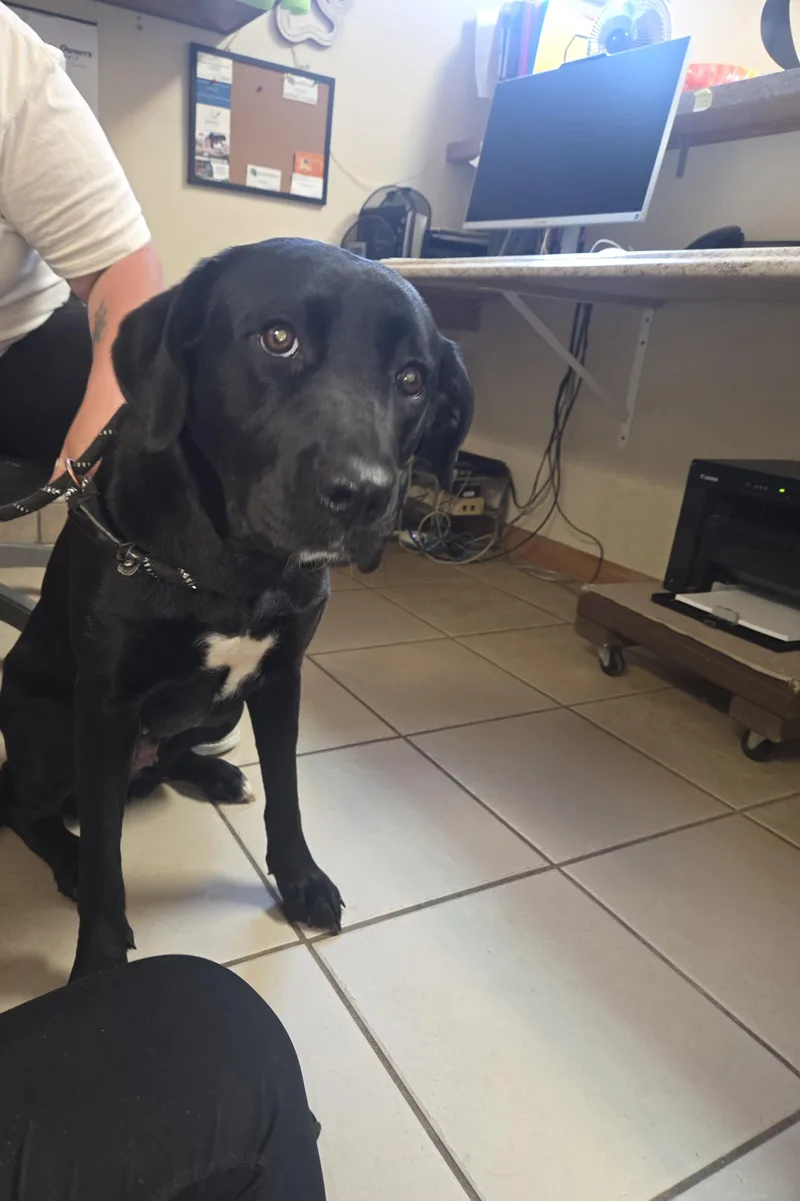 A young medium-sized female Black Mixed Breed dog named Iris for adoption in West Branch, MI