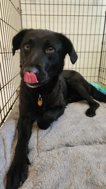 An adult medium-sized female Black Labrador Retriever dog named Scarlet for adoption in Van Nuys, CA