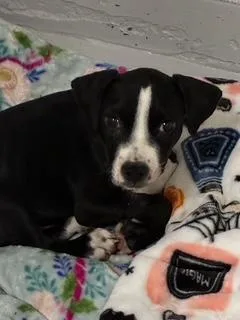 A baby small-sized male Pointer dog named Michael Cera for adoption in Gainesville, FL