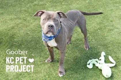 An adult large-sized male Gray / Blue / Silver Pit Bull Terrier dog named Goober for adoption in Kansas City, MO