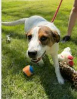 An adult medium-sized male Mixed Breed dog named Tigger for adoption in West Chester, PA