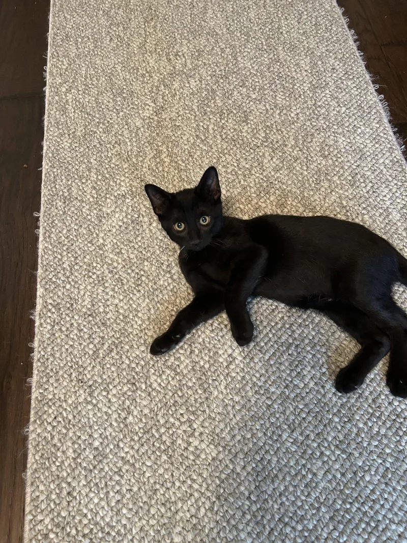 A baby medium-sized female Tabby cat named Norah for adoption in MONTGOMERY, TX