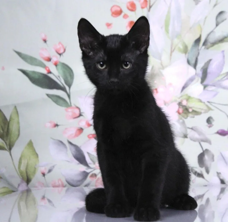 A baby medium-sized male Black Bombay cat named Coal for adoption in Tuscaloosa, AL