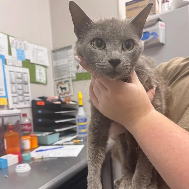 An adult medium-sized male Gray / Blue / Silver Domestic Short Hair cat named Suavicito for adoption in Columbiana, AL
