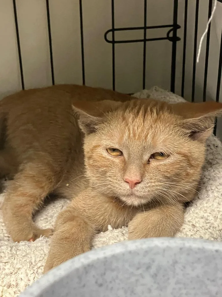 A baby small-sized female Domestic Short Hair cat named Vanilla for adoption in Lunenburg, MA