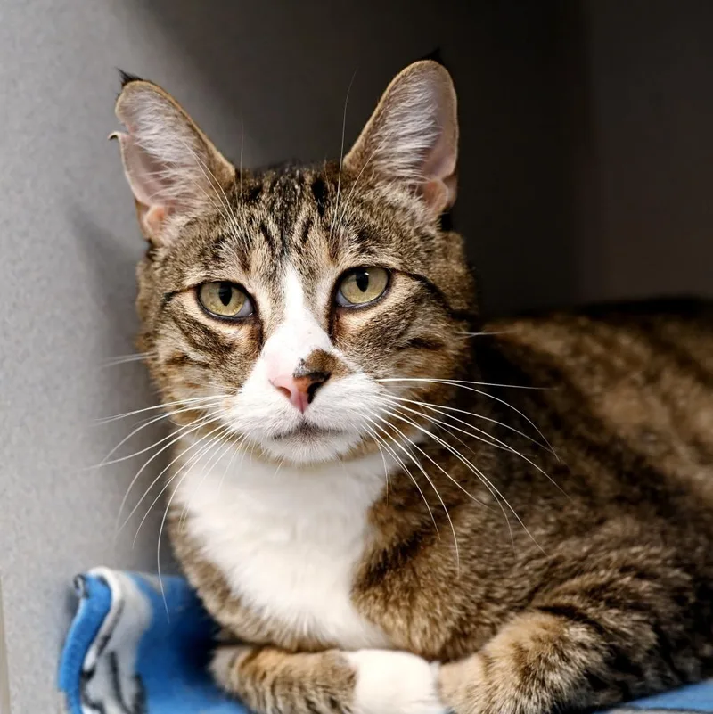 An adult medium-sized male Domestic Short Hair cat named Lopsy for adoption in Shoreline, WA