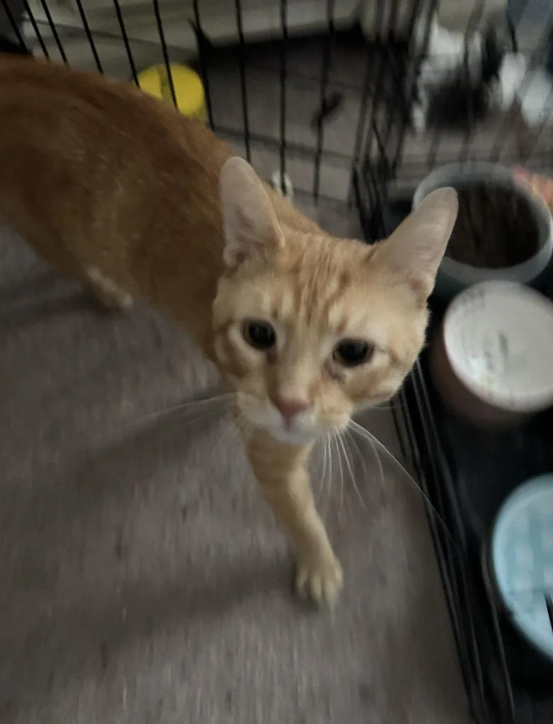 An adult medium-sized male Orange / Red Domestic Short Hair cat named Basilisk for adoption in Wheaton, IL
