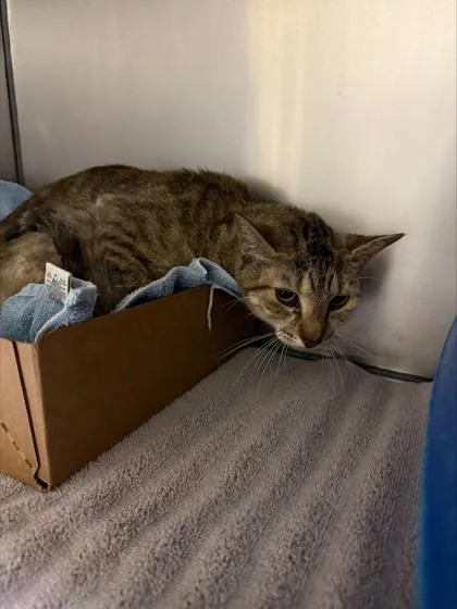 Birthday Cake Brownie