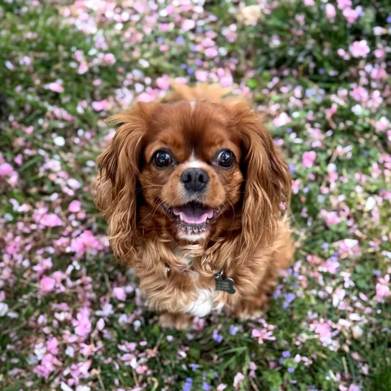 An adult small-sized female Red / Chestnut / Orange Cavalier King Charles Spaniel dog named Clover for adoption in Sinking Spring, PA