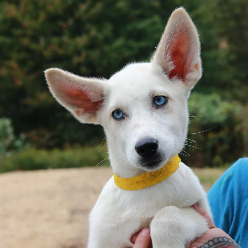 A baby small-sized female Shepherd dog named CT Penne for adoption in Stormville, NY