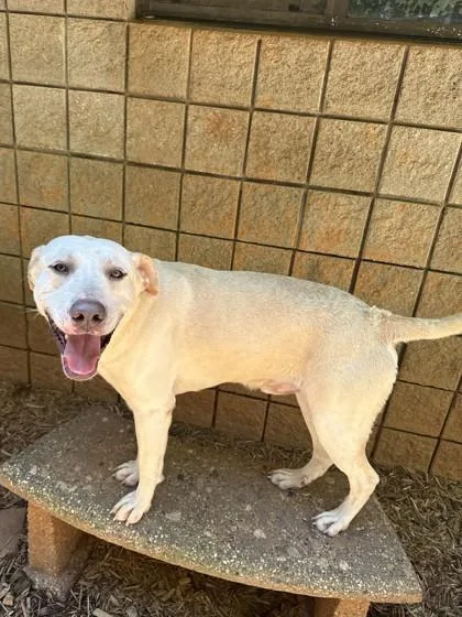 A young large-sized male Labrador Retriever dog named Goosey for adoption in Cumming, GA