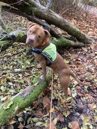 A young large-sized male Pit Bull Terrier dog named Red for adoption in Seattle, WA