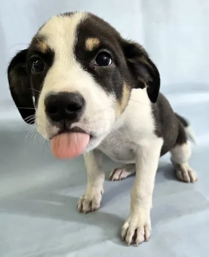 A baby large-sized male Greater Swiss Mountain Dog dog named Diesel for adoption in Morton Grove, IL