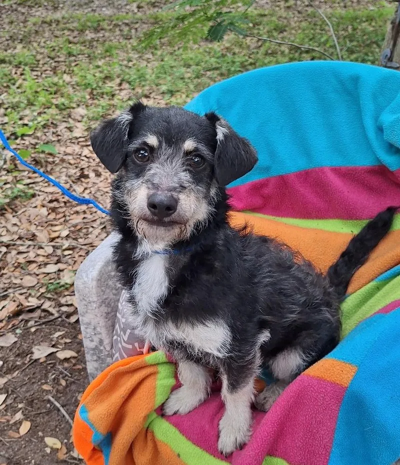 An adult small-sized male Black Yorkshire Terrier dog named Evaldo Brt for adoption in Missouri City, TX