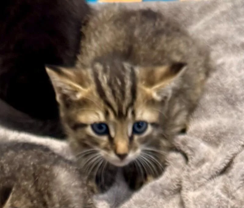 A young medium-sized male Domestic Short Hair cat named Eminem for adoption in Providence Forge, VA