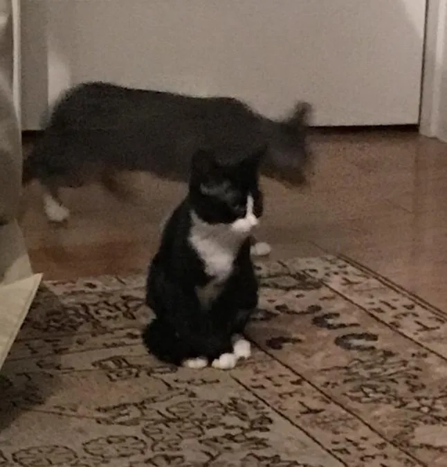 Delores