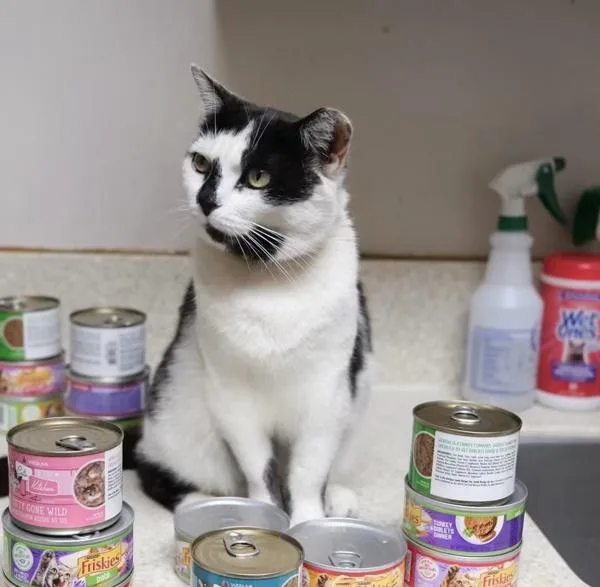 An adult medium-sized female Domestic Short Hair cat named Layla for adoption in Columbus, OH